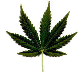 Kiffensamen von Big Bud marijuana